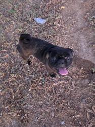 Found/Stray Male Dog last seen Marlette and 47th Ave , Glendale, AZ 85301