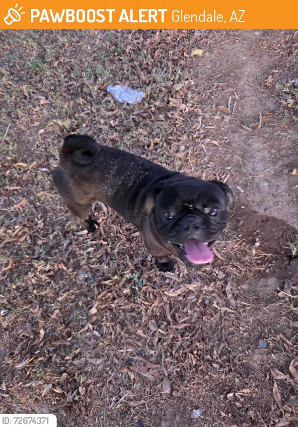 Found/Stray Male Dog last seen Marlette and 47th Ave , Glendale, AZ 85301