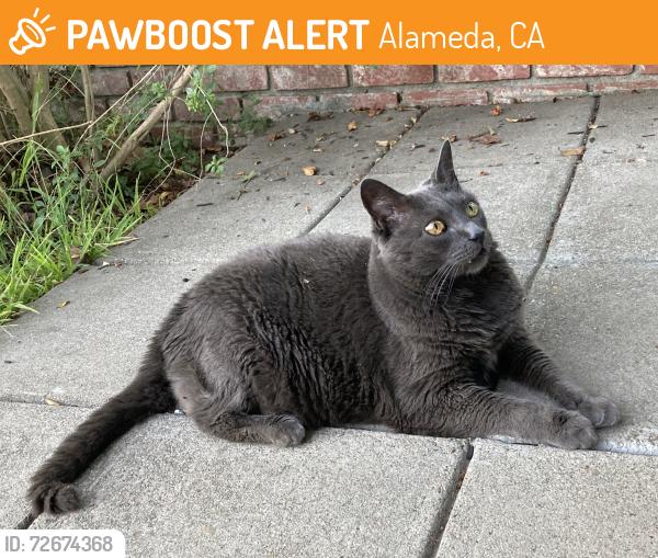 Found/Stray Unknown Cat last seen San Jose Ave @ Paru. (Kitty is on our walkway), Alameda, CA 94501