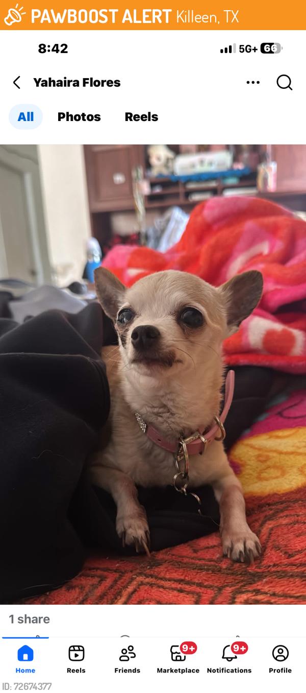 Found/Stray Female Dog last seen Caprice dr west cliff, Killeen, TX 76543