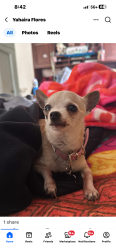 Found/Stray Female Dog last seen Caprice dr west cliff, Killeen, TX 76543