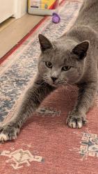Found/Stray Female Cat last seen Lockin Rd, Powhatan, VA 23139