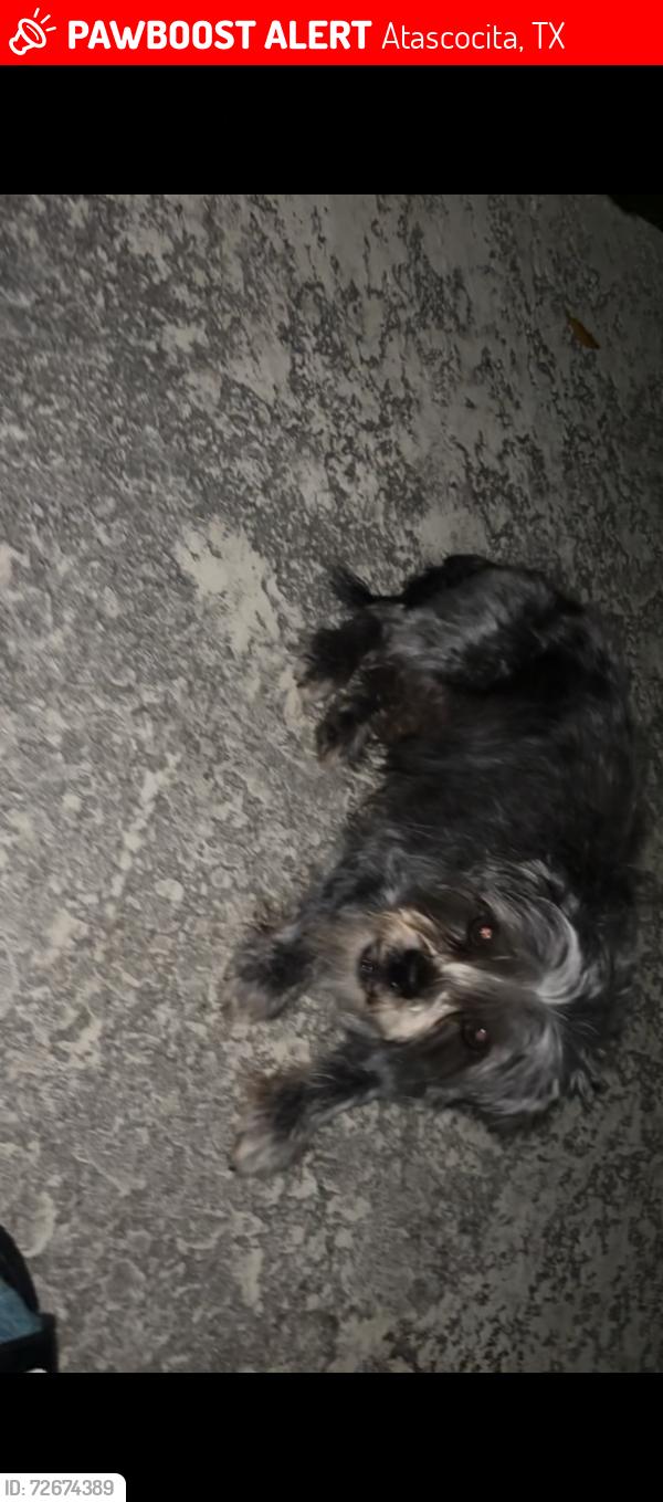 Lost Male Dog last seen Enchanted Timbers Dr , Atascocita, TX 77346
