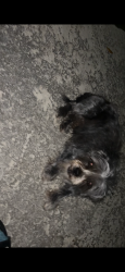 Lost Male Dog last seen Enchanted Timbers Dr , Atascocita, TX 77346