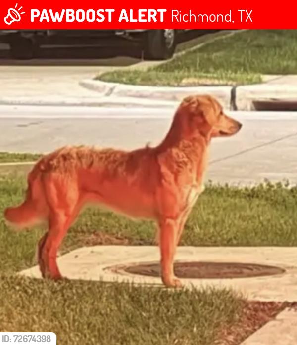 Lost Female Dog last seen Near and bissonnet, Richmond, TX 77407