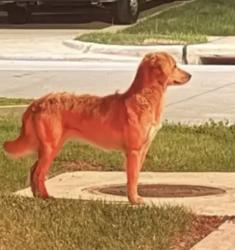 Lost Female Dog last seen Near and bissonnet, Richmond, TX 77407