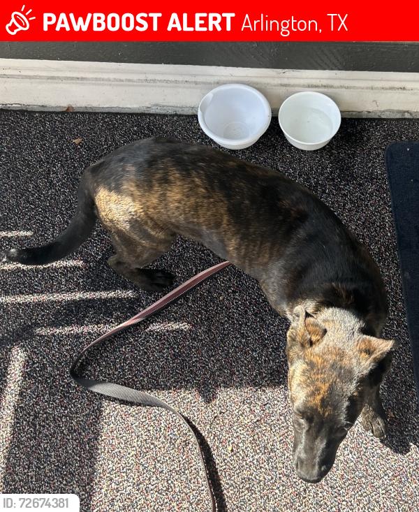 Lost Female Dog last seen Wood creek apmts , Arlington, TX 76017