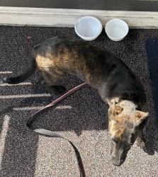 Lost Female Dog last seen Wood creek apmts , Arlington, TX 76017