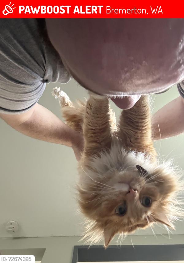 Lost Male Cat last seen Sylvan Way Church, Bremerton, WA 98310