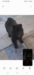 Lost Male Dog last seen Del Rosa Ave and School area, San Bernardino, CA 92410