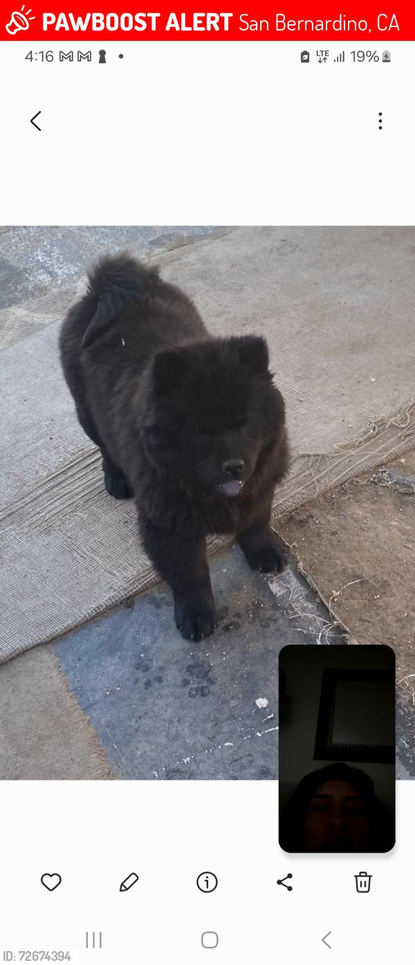 Lost Male Dog last seen Del Rosa Ave and School area, San Bernardino, CA 92410