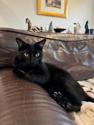 Lost Male Cat last seen Grassy lane Sevenoaks, Kent, England TN13