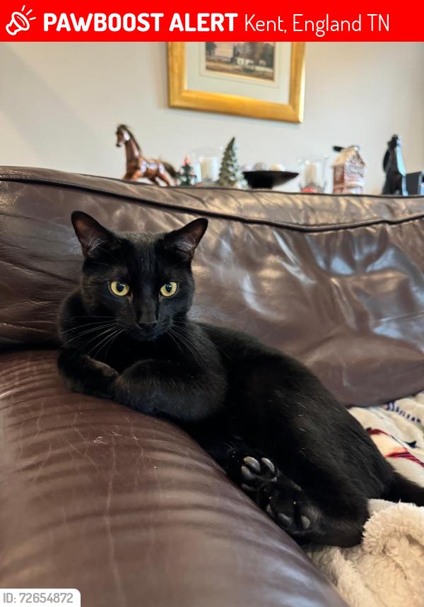 Lost Male Cat last seen Grassy lane Sevenoaks, Kent, England TN13