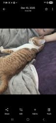 Lost Male Cat last seen Alliance, Alliance, OH 44601