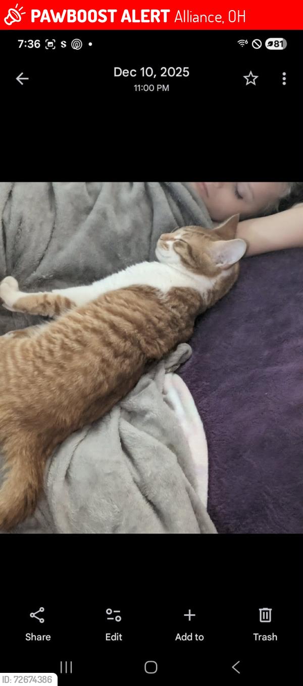 Lost Male Cat last seen Alliance, Alliance, OH 44601