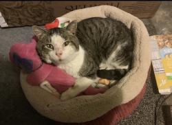 Lost Male Cat last seen West Couch St, Taylor Ave, Norwalk, CT 06851