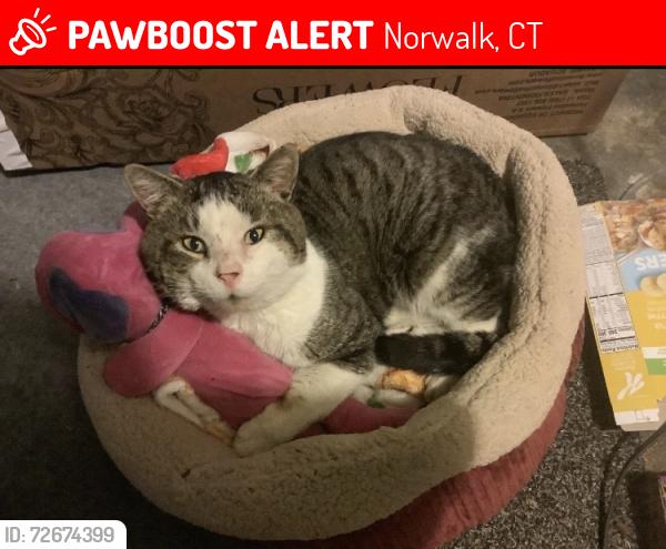 Lost Male Cat last seen West Couch St, Taylor Ave, Norwalk, CT 06851