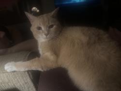 Lost Male Cat last seen 1st ave/mill rd, Evansville, IN 47710