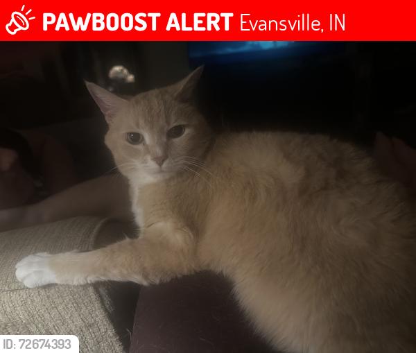 Lost Male Cat last seen 1st ave/mill rd, Evansville, IN 47710