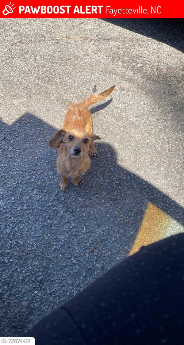 Lost Male Dog last seen Morganton and hargrove, Fayetteville, NC 28303