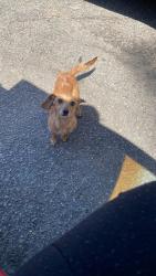 Lost Male Dog last seen Morganton and hargrove, Fayetteville, NC 28303