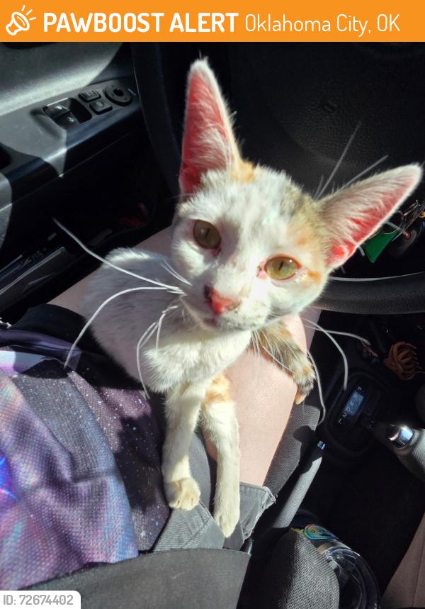 Found/Stray Female Cat last seen Found under turnpike in lake Hefner area , Oklahoma City, OK 73116