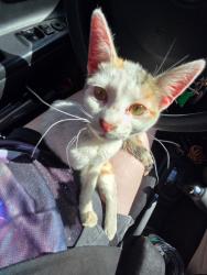 Found/Stray Female Cat last seen Found under turnpike in lake Hefner area , Oklahoma City, OK 73116