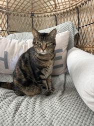 Lost Female Cat last seen Water Tower Road/ Bells Lake Community , Longs, SC 29568