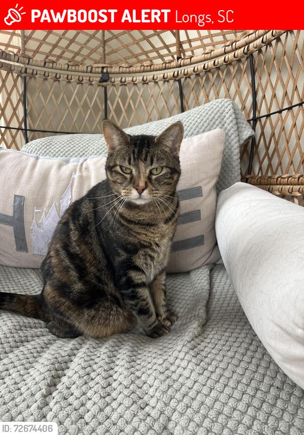 Lost Female Cat last seen Water Tower Road/ Bells Lake Community , Longs, SC 29568