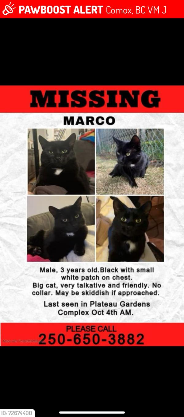 Lost Male Cat last seen Guthrie rd, Anderton rd. Shoppers drug mart, subway, A&W,  Tim Hortons and McDonald. Comox rec , Comox, BC V9M 2J3