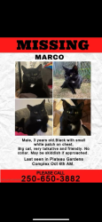 Lost Male Cat last seen Guthrie rd, Anderton rd. Shoppers drug mart, subway, A&W,  Tim Hortons and McDonald. Comox rec , Comox, BC V9M 2J3