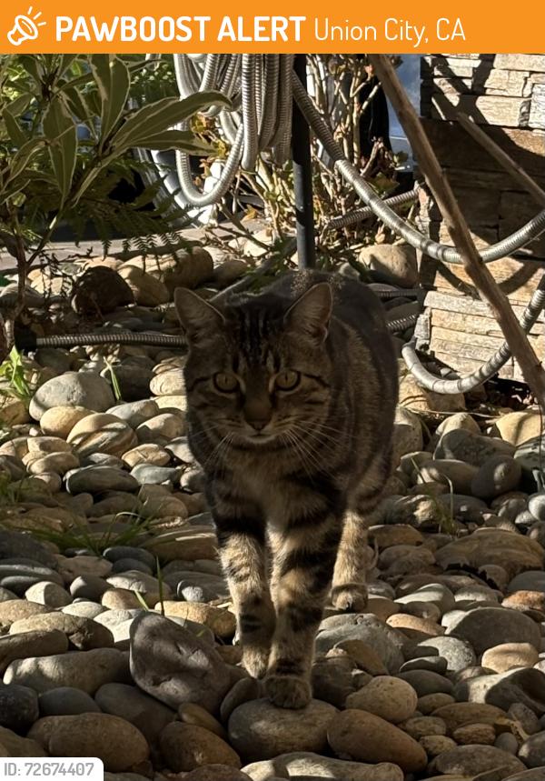 Found/Stray Unknown Cat last seen Decoto Family Dentristy Offices, Union City, CA 94587