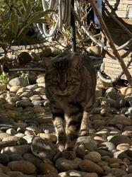 Found/Stray Unknown Cat last seen Decoto Family Dentristy Offices, Union City, CA 94587
