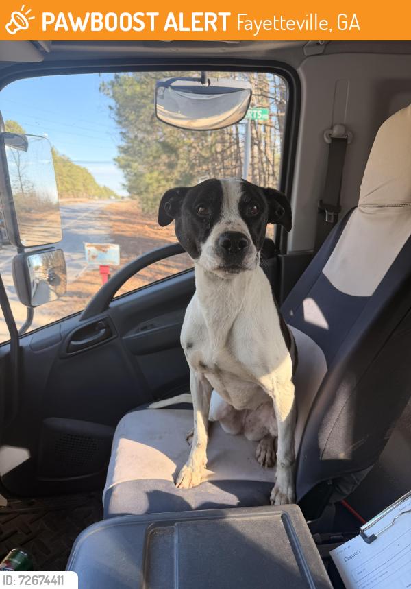 Found/Stray Female Dog last seen Roberts rd, by quality auto parts , Fayetteville, GA 30214