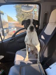 Found/Stray Female Dog last seen Roberts rd, by quality auto parts , Fayetteville, GA 30214