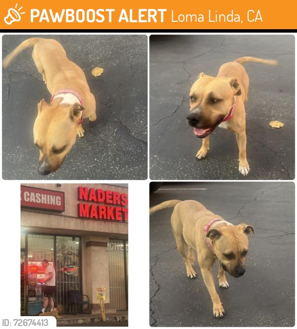 Found/Stray Female Dog last seen Poplar and Redlands in front of naders naeket, Loma Linda, CA 92354