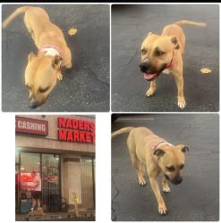 Found/Stray Female Dog last seen Poplar and Redlands in front of naders naeket, Loma Linda, CA 92354