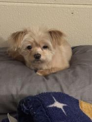 Lost Male Dog last seen Tennyson Ave, Hayward, CA 94544