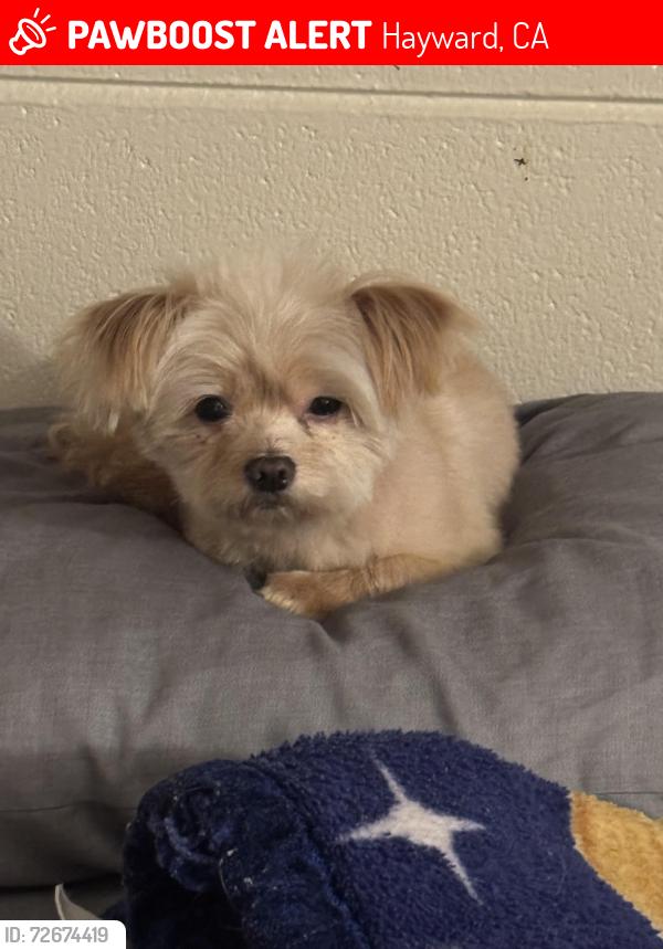 Lost Male Dog last seen Tennyson Ave, Hayward, CA 94544