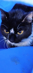 Lost Unknown Cat last seen Near South Morton Ave , Morton, PA 19070