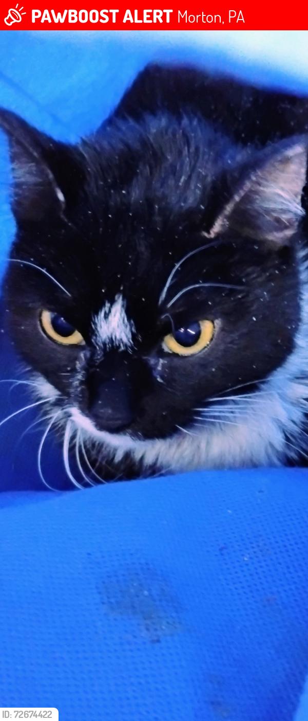 Lost Unknown Cat last seen Near South Morton Ave , Morton, PA 19070