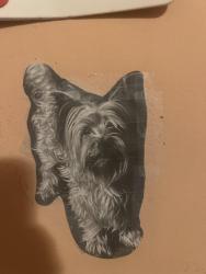 Lost Male Dog last seen 116th and Woodland, Cleveland, OH 44104