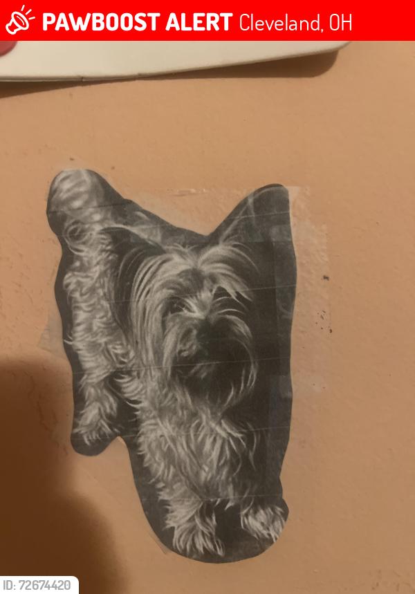 Lost Male Dog last seen 116th and Woodland, Cleveland, OH 44104