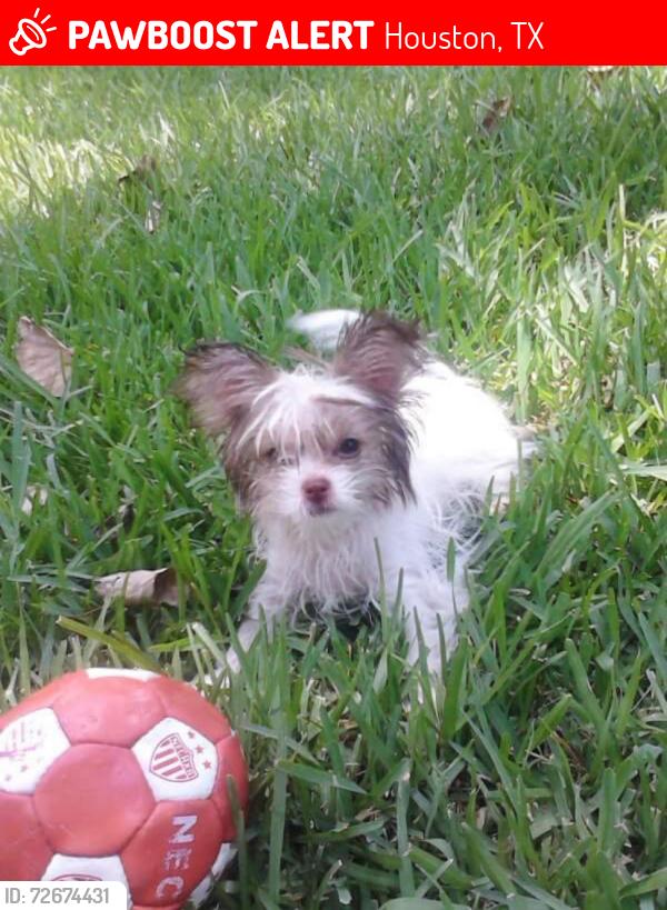 Lost Female Dog last seen Highway 6 mona vista dri, Houston, TX 77002