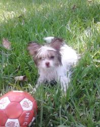 Lost Female Dog last seen Highway 6 mona vista dri, Houston, TX 77002