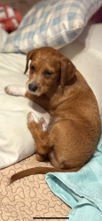 Lost Male Dog last seen Stamen & Chimney Sweep, Houston, TX 77041