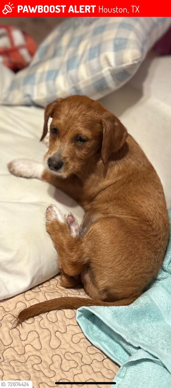 Lost Male Dog last seen Stamen & Chimney Sweep, Houston, TX 77041