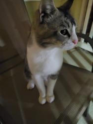 Found/Stray Unknown Cat last seen Near Myrtle ST Gainesville Gaa, Gainesville, GA 30501