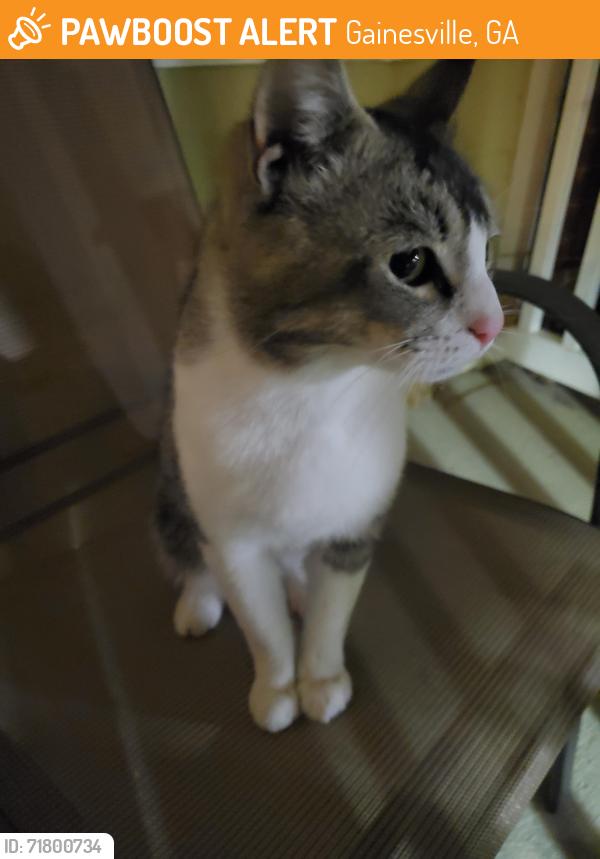 Found/Stray Unknown Cat last seen Near Myrtle ST Gainesville Gaa, Gainesville, GA 30501