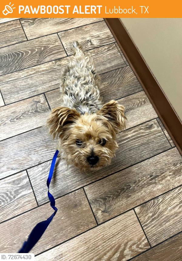Found/Stray Male Dog last seen 58th and Memphis, Lubbock, TX 79413